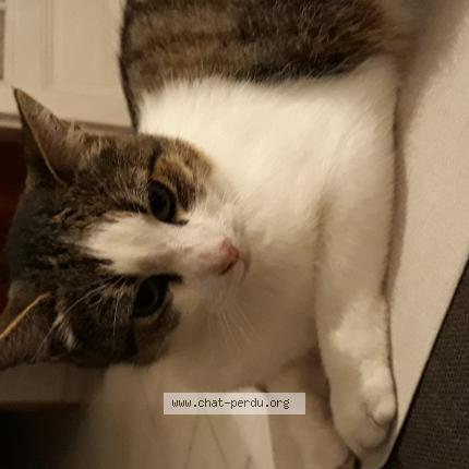 Photo 1/1 Brioche Chat lost in Aubigny au bac