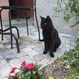 Picture of cat lost at Bossey Collonges Sous Saleve