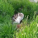 Picture of cat lost at Onex