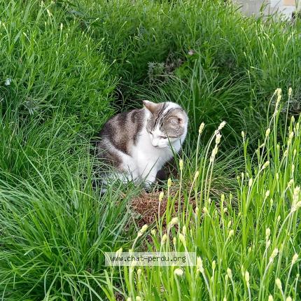 Photo 1/1 Bamboo Chat lost in Onex