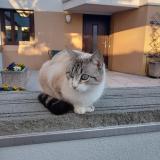 Picture of cat lost at Onex