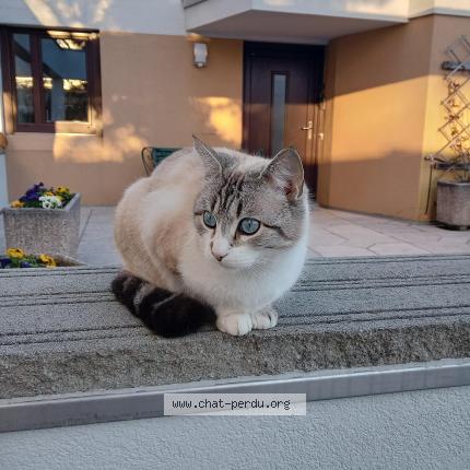 Photo 1/1 Khalee Chat lost in Onex