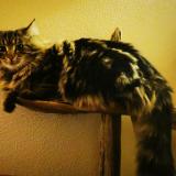 Picture of cat lost at Saint Bris Le Vineux