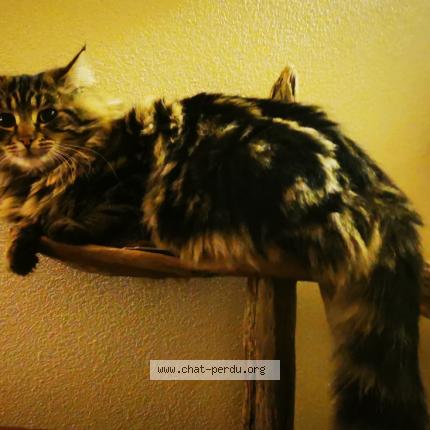 Photo 1/1 Chamo Chat lost in Saint bris le vineux