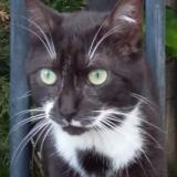 Picture of cat lost at Saint Vinnemer