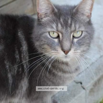 Photo 1/1 Gaston Chat lost in La louviere