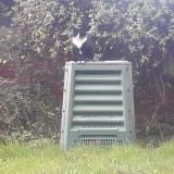 Picture of cat lost at Sevran