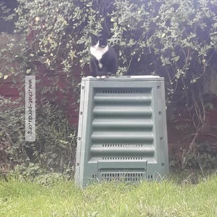 Photo 1/1 Cat reunited Lost in Sevran