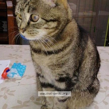 Photo 1/1 Choupette Chat lost in Boussu