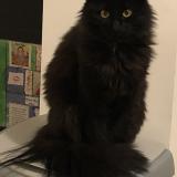 Picture of cat lost at Ancenis