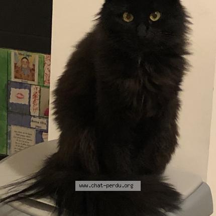 Photo 1/1 Noiraude Chat lost in Ancenis