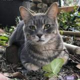Picture of cat lost at Flassans Sur Issole