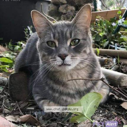 Photo 1/1 Moïse Chat lost in Flassans sur issole