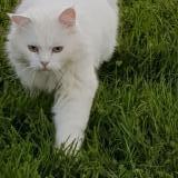 Picture of cat lost at Lamothe Capdeville