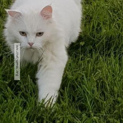 Photo 1/1 Django Chat lost in Lamothe capdeville