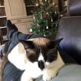 Picture of cat lost at Luxembourg