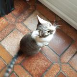 Picture of cat lost at Saint Denis Le Gast