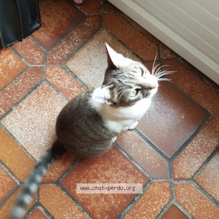 Photo 1/2 Ta&iuml;ga Chat lost in Saint denis le gast