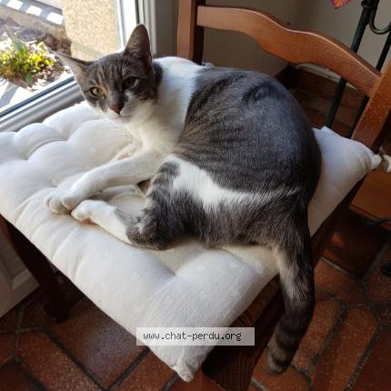 Photo 2/2 Ta&iuml;ga Chat lost in Saint denis le gast