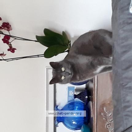 Photo 1/1 Souricette Chat lost in Saintes