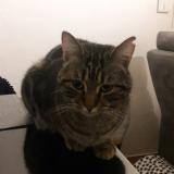 Picture of cat lost at Le Rove