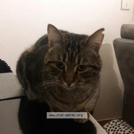 Photo 1/1 Petit frère Chat lost in Le rove