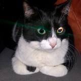 Picture of cat lost at Nimes