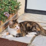 Picture of cat lost at Plaisir