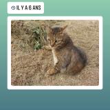 Picture of cat lost at Magny Les Hameaux