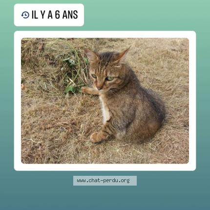 Photo 1/1 Cacahu&egrave;te Chat lost in Magny les hameaux