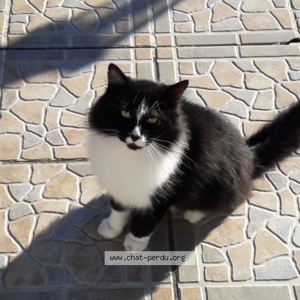 Photo 1/1 Félix Chat lost in Verberie