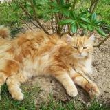 Picture of cat lost at Brou