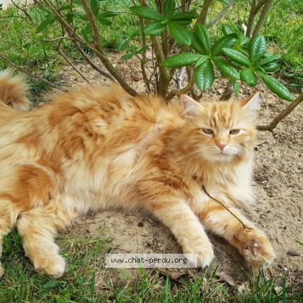 Photo 1/1 Pacha Chat lost in Brou