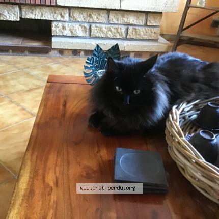 Photo 1/4 Berlioz Chat lost in Joue les tours