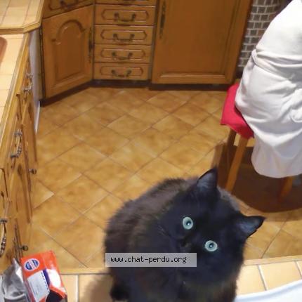 Photo 3/4 Berlioz Chat lost in Joue les tours