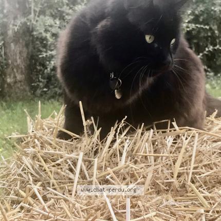 Photo 4/4 Berlioz Chat lost in Joue les tours