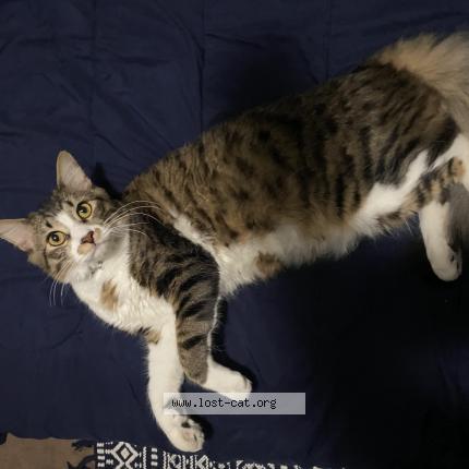 Zuko Lost Cat In Riverside Lost Cat United States Zuko Lost Cat In Riverside Lost Cat United States