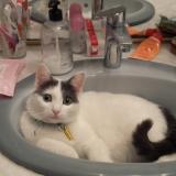 Picture of cat lost at Marseille