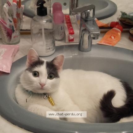 Photo 1/3 MINOUCHETTE Chat lost in Marseille