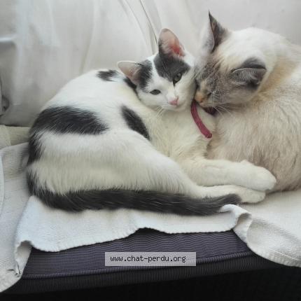 Photo 2/3 MINOUCHETTE Chat lost in Marseille