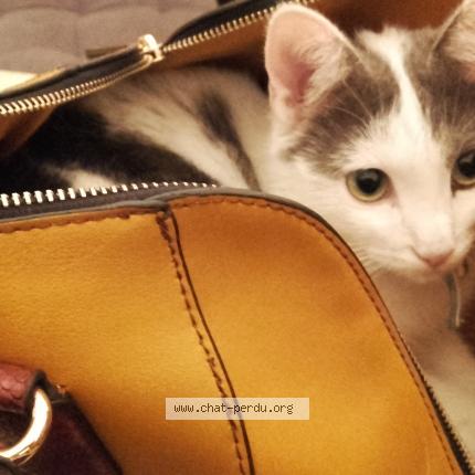 Photo 3/3 MINOUCHETTE Chat lost in Marseille