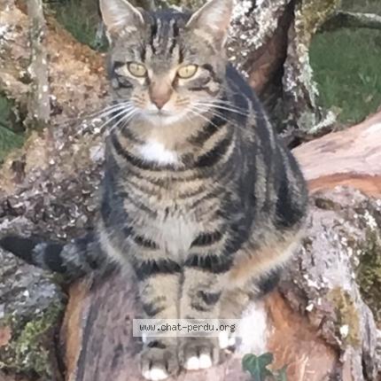 Photo 1/1 Temp&ecirc;te Chat lost in Le pont de beauvoisin