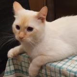 Picture of cat lost at Tilleur