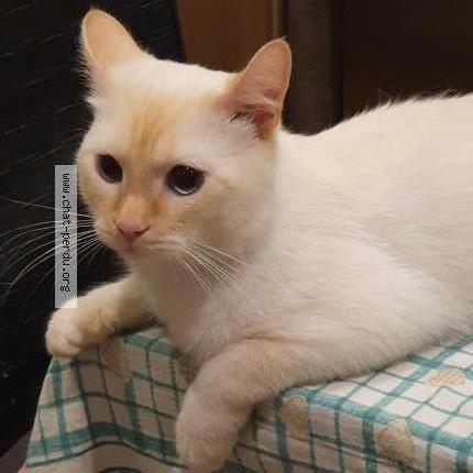 Photo 1/1 Poupy Chat lost in Tilleur