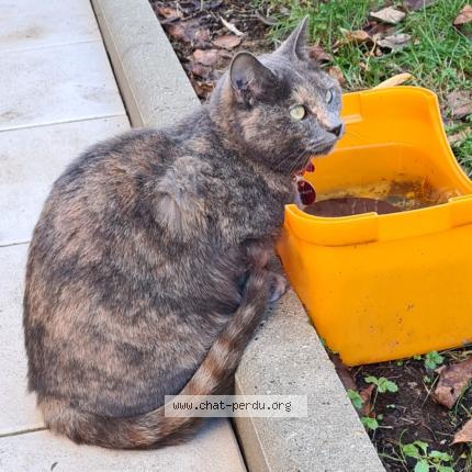 Photo 1/1 SCARLETT Chat lost in Nantes