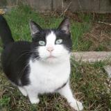 Picture of cat lost at Morre