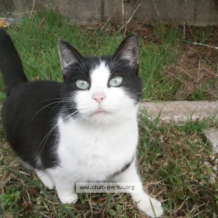 Photo 1/1 ginny Chat lost in Morre