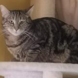 Picture of cat lost at Valbonne