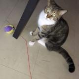 Picture of cat lost at Nantes