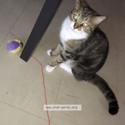 Photo 1/1 Mia Chat lost in Nantes